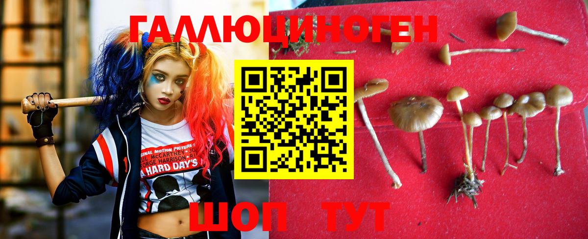 Псилоцибиновые грибы Psilocybe  Белорецк 